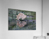Out for a Drink Acrylic Print