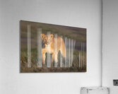 On the Hunt Acrylic Print