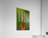 Red Eye Frog Acrylic Print
