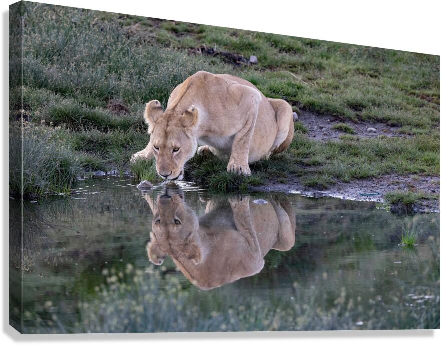 Out for a Drink Canvas Print