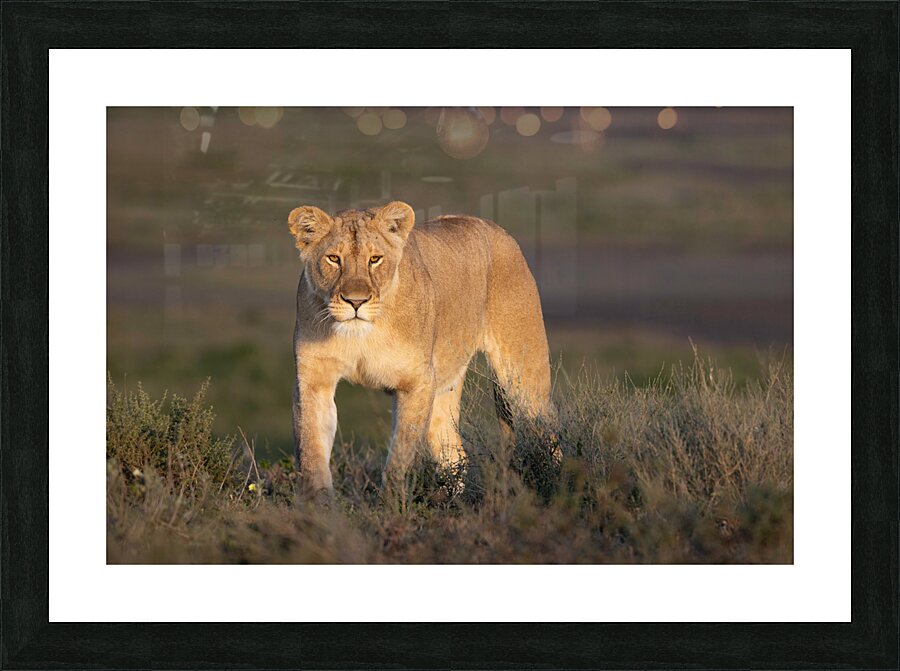 On the Hunt Picture Frame print