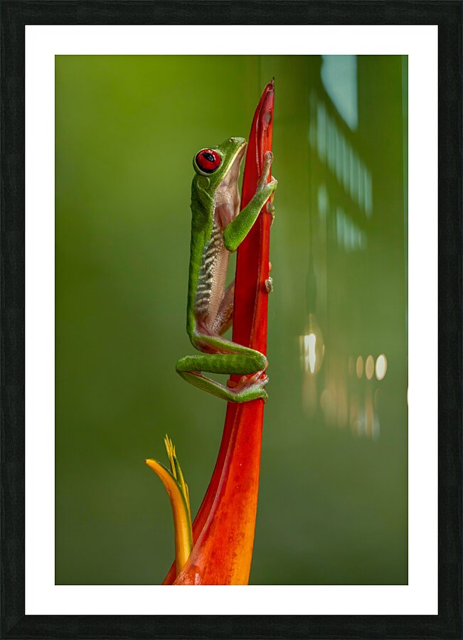 Red Eye Frog Picture Frame print