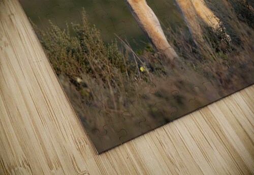On the Hunt David J Miller puzzle
