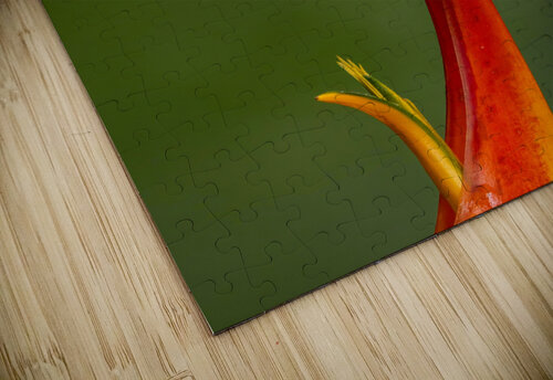 Red Eye Frog David J Miller puzzle