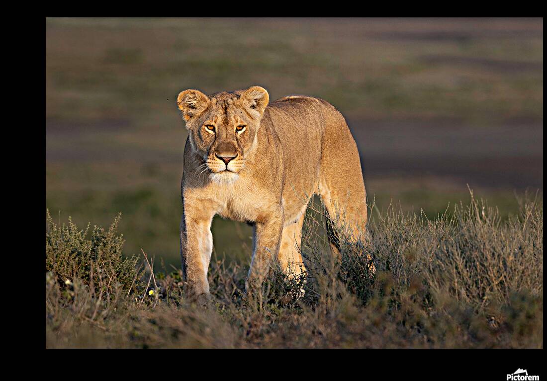 On the Hunt Reproduction