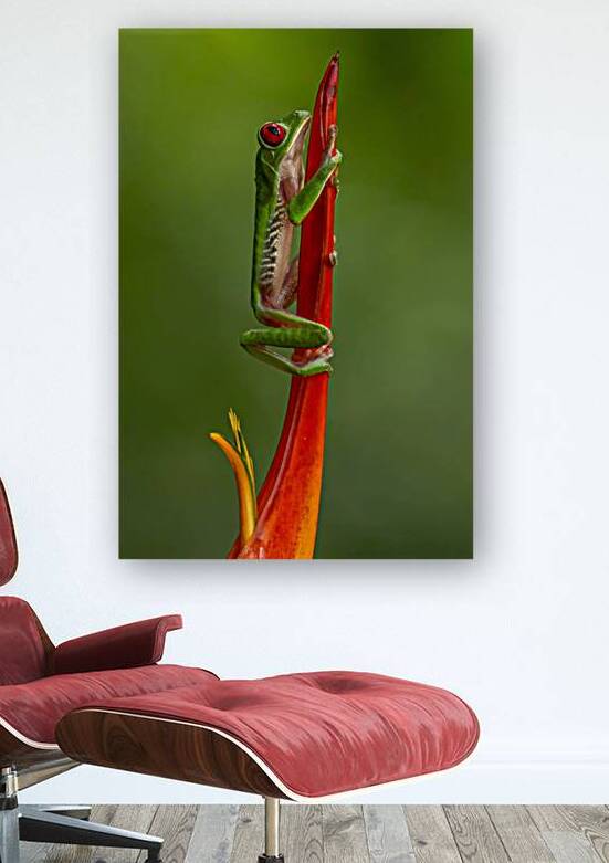 Red Eye Frog by David J Miller