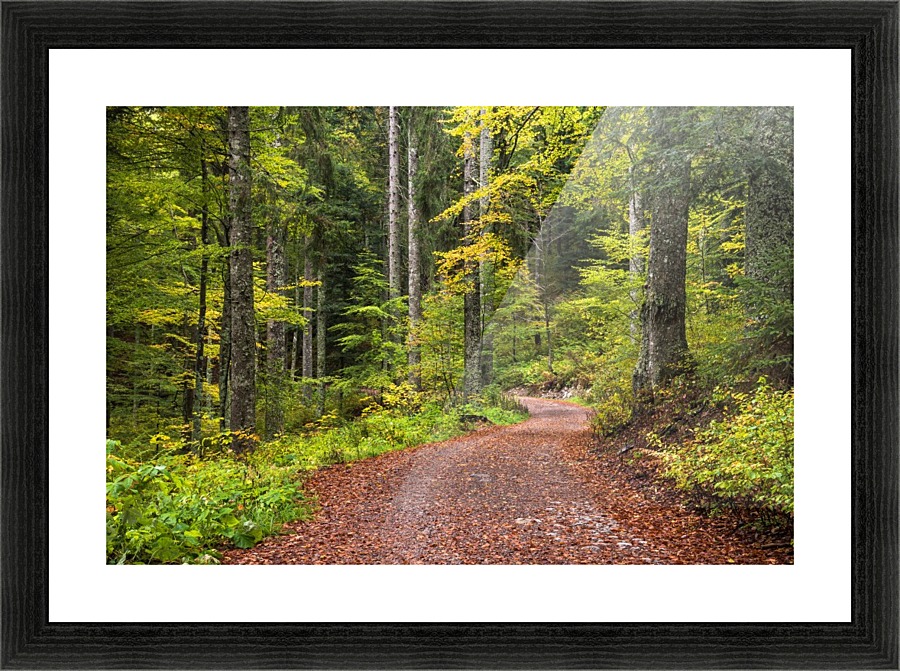 Fall Forest Picture Frame print