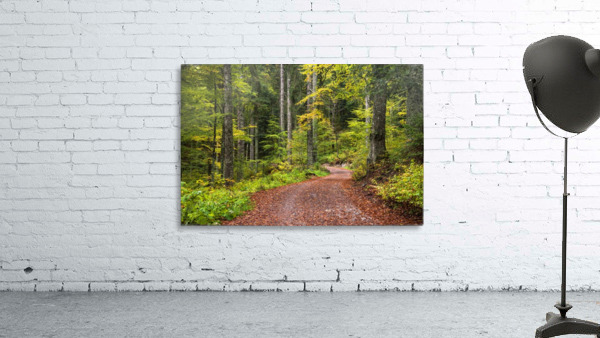 Fall Forest Wall Preview