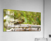 Grasshoppers I  Acrylic Print