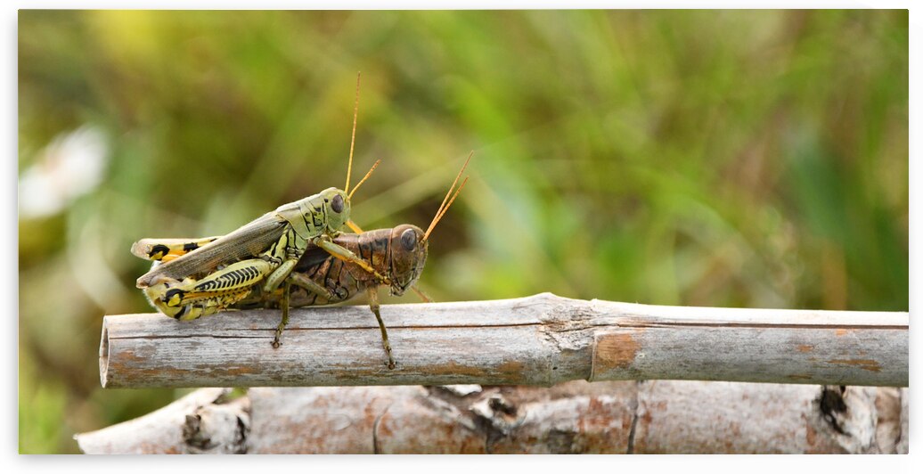 Grasshoppers I  by Poignant Fine Art Photography
