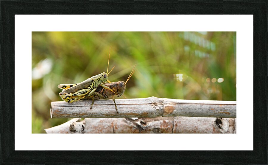 Grasshoppers I  Picture Frame print