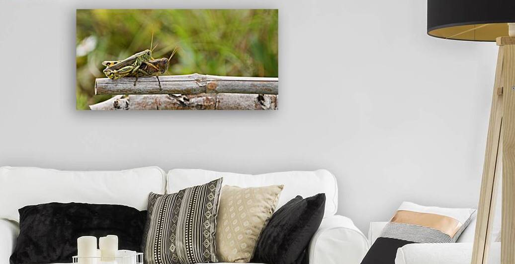Grasshoppers I  by Poignant Fine Art Photography