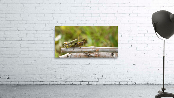 Grasshoppers I  Wall Preview