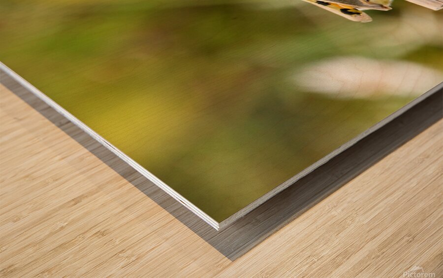 Grasshoppers I  Wood print