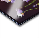 Irises Acrylic print