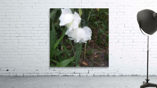 Last Summer Bloom Wall Preview