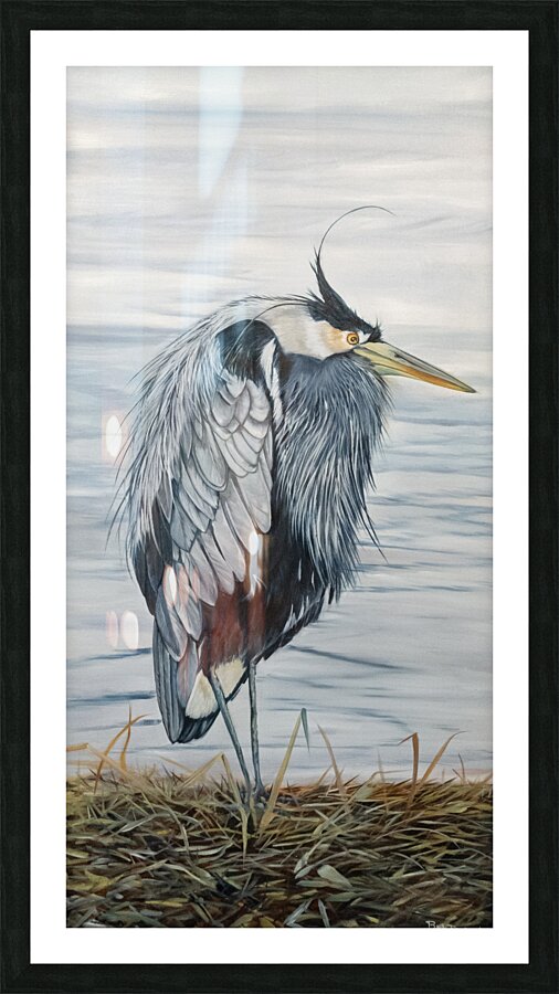 Harry the Heron Picture Frame Printing