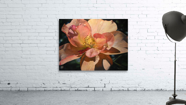 Full bloom  Wall Preview