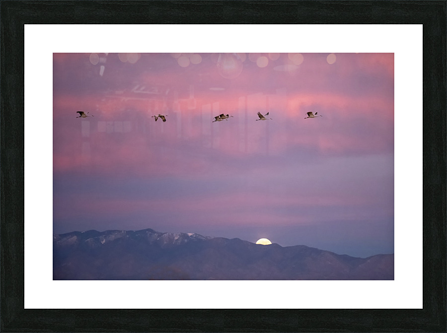 DSC 2671 edit cropped noise reduced healed 16x24. Picture Frame print