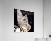 butterfly Acrylic Print