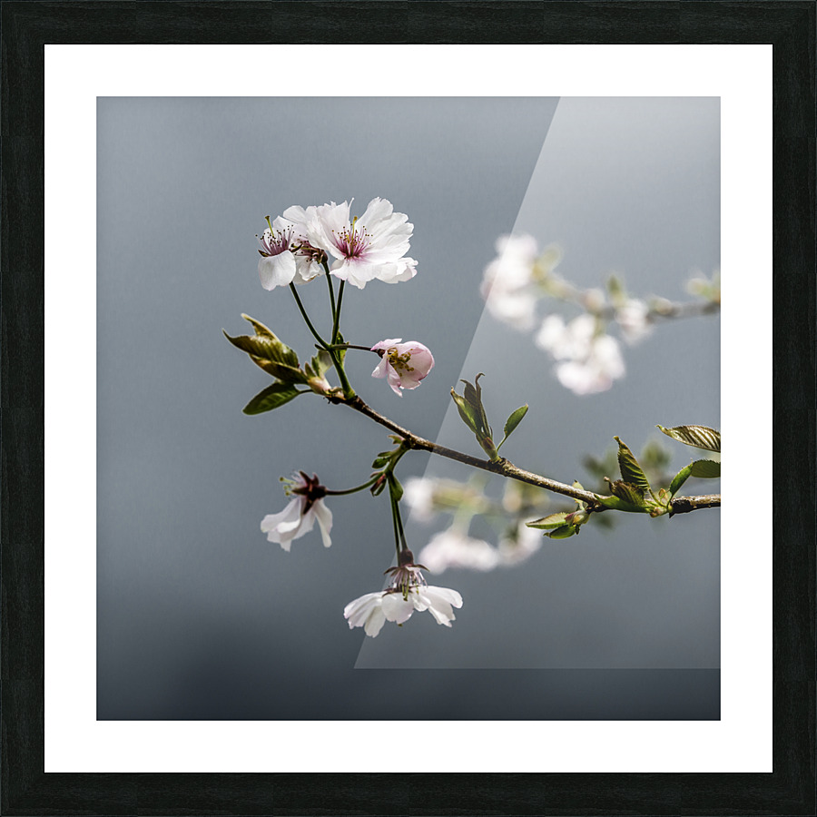 Sekura flowers Picture Frame print