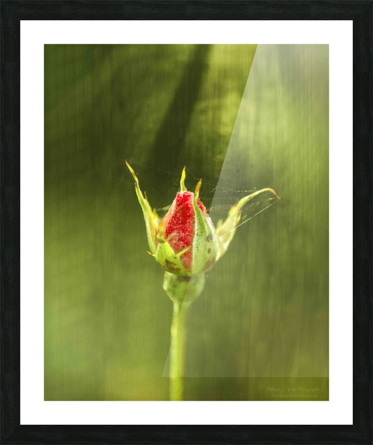 Rose Picture Frame print