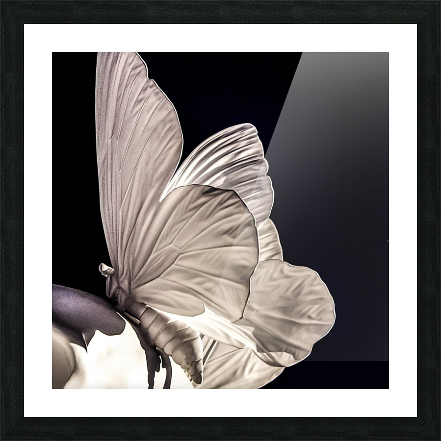 butterfly Picture Frame print