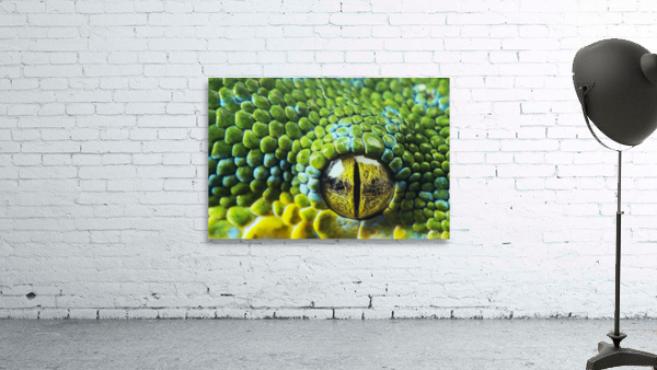 Snake Wall Preview