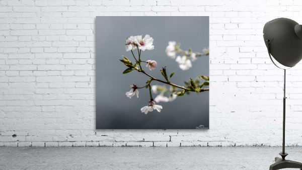 Sekura flowers Wall Preview