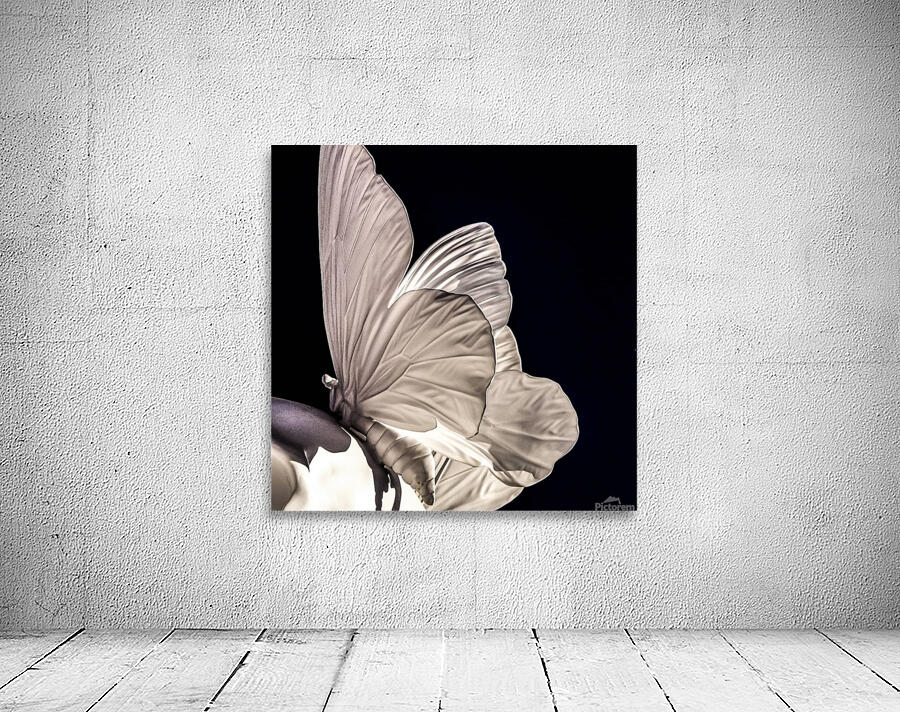 butterfly Wall Preview