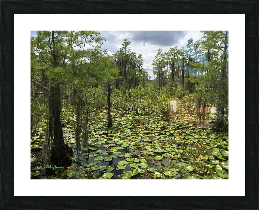 Swamp Picture Frame print