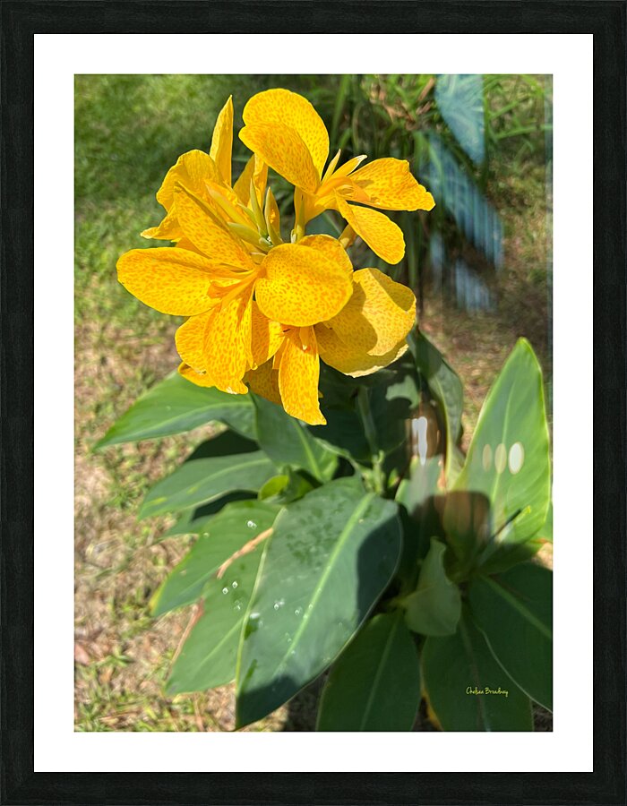Lilies Picture Frame print