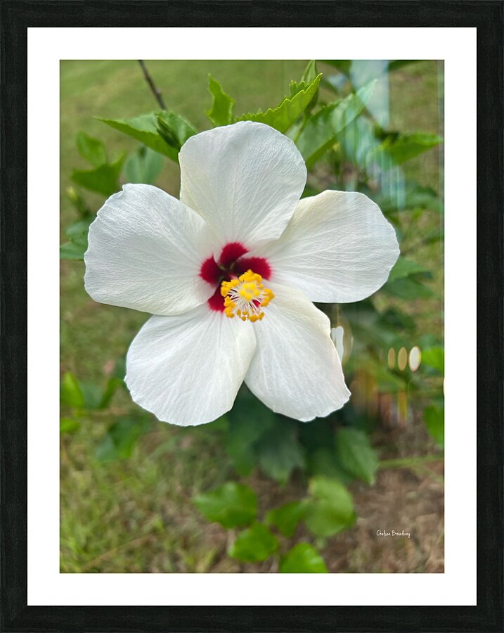 Hibiscus Flower Picture Frame print