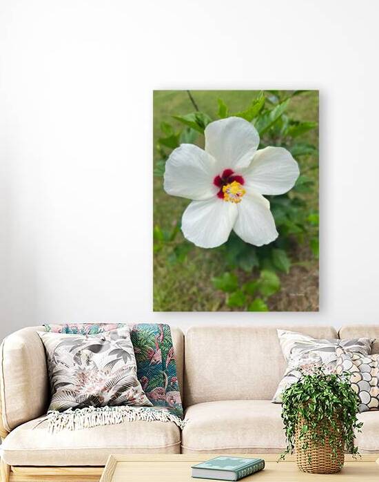 Hibiscus Flower Reproduction