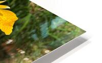 Lilies HD Metal print