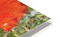 Hibiscus Flower HD Metal print