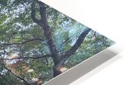 Amelia Island HD Metal print