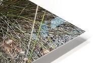 Amelia Island HD Metal print
