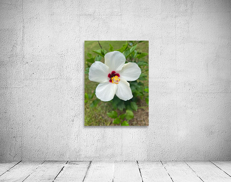 Hibiscus Flower Wall Preview