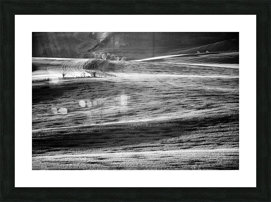 Isolated Trees Picture Frame print