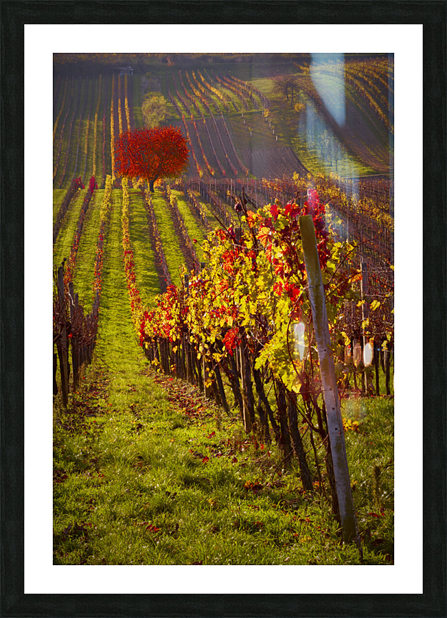 Winery in Moravia Picture Frame print