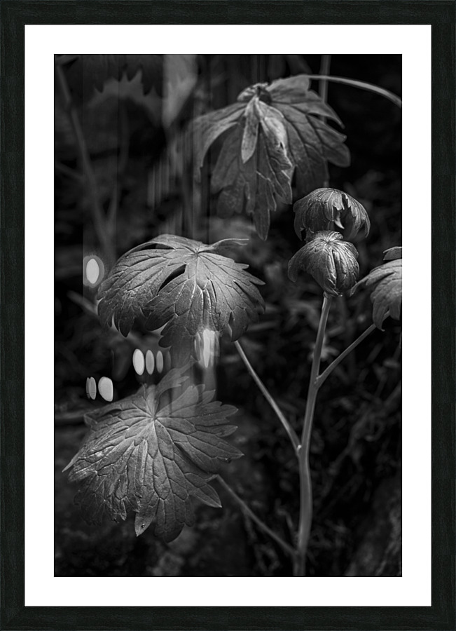 Light on the Leaf Picture Frame print