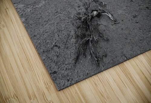 The Desert Floor Images By Jon Evan puzzle