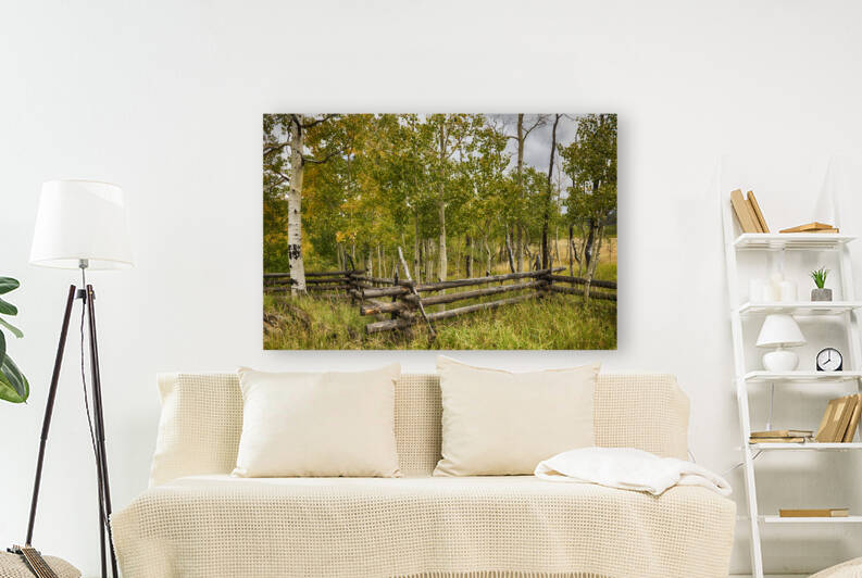 Weaving Thru the Trees by Images By Jon Evan