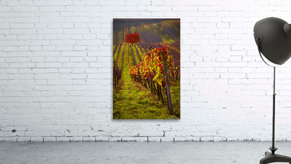 Winery in Moravia Wall Preview