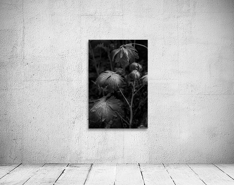 Light on the Leaf Wall Preview