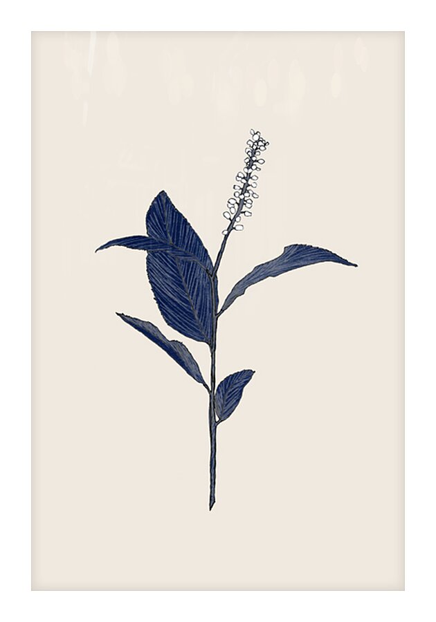 Botanical 02  Picture Frame print