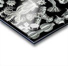 40 haeckel gorgonida Acrylic print