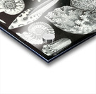 45 haeckel ammonitida Acrylic print