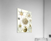 2 haeckel phaeodaria Acrylic Print